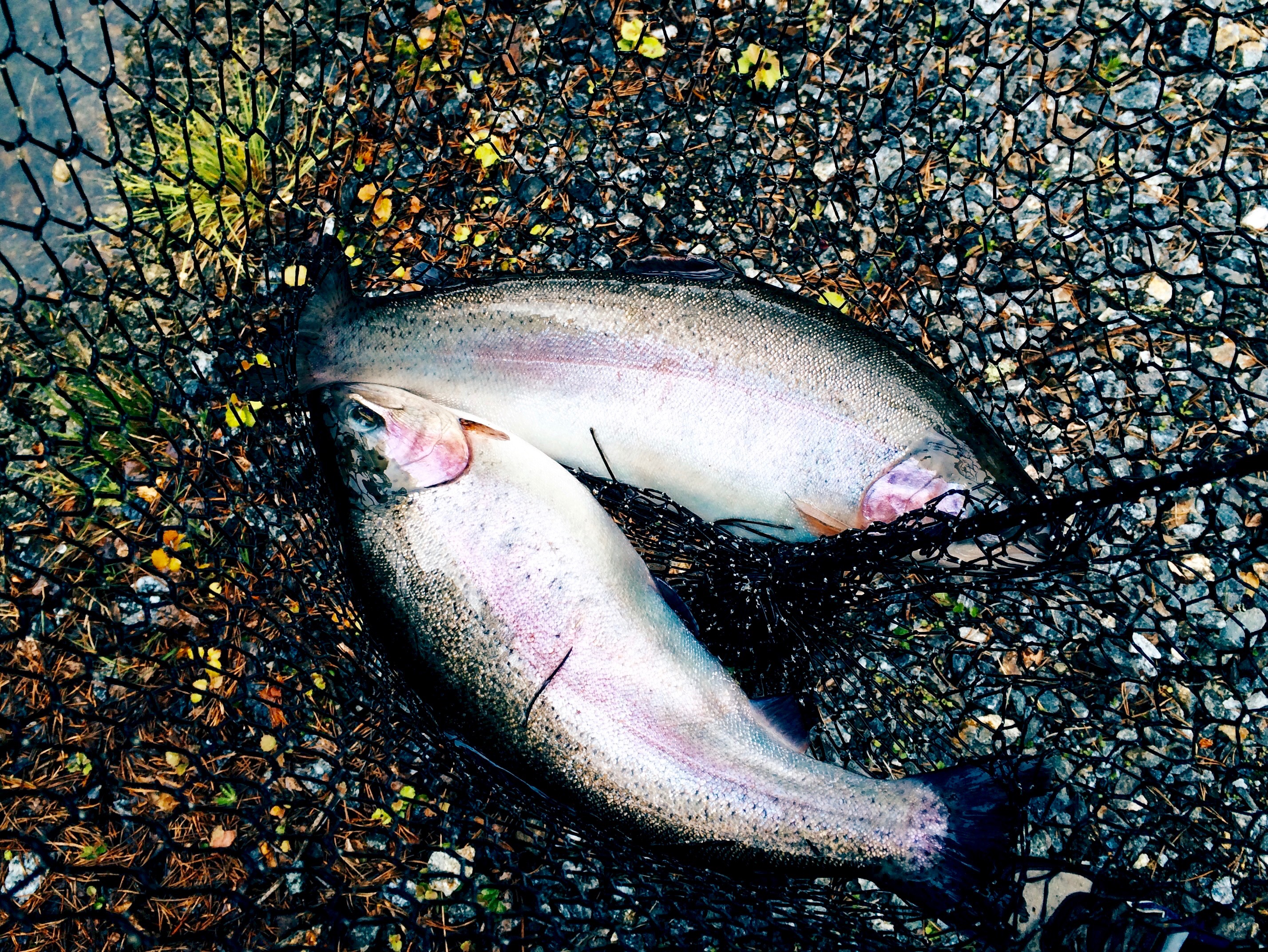 Trout from the fishing pond.