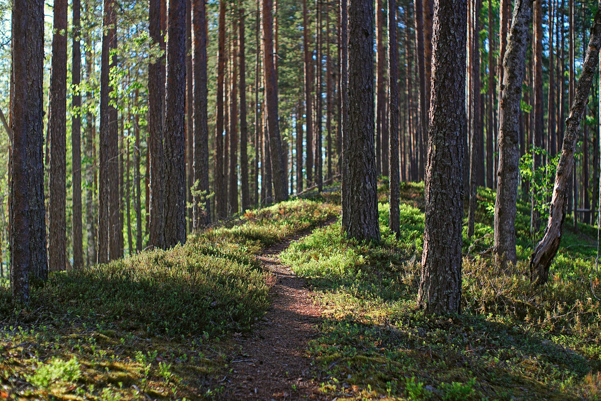 Heisanharju trail.